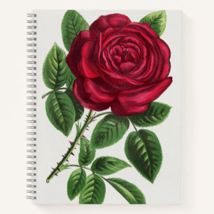Antike Rosenlithografie, François-Frédéric Grobon Notizbuch