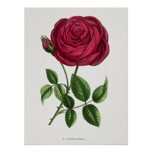 Antike Rosenlithografie, François-Frédéric Grobon Poster
