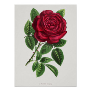 Antike Rosenlithografie, François-Frédéric Grobon Poster
