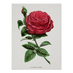 Antike Rosenlithographie, François-Frédéric Grobon Poster