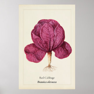 Antike Rote-Kohl-Botanik-Illustrations-Wanddekorat Poster