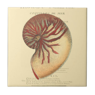 Antike rote Meeresschnecke Fliese