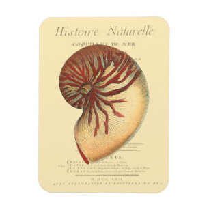 Antike rote Meeresschnecke Magnet