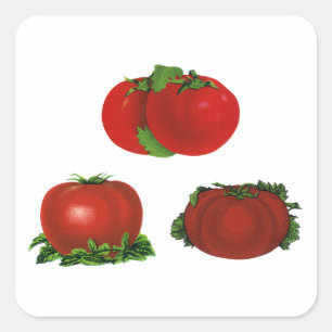 Antike rote reife Tomaten Lebensmittel, Früchte, G Quadratischer Aufkleber
