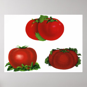 Antike rote reife Tomaten Lebensmittel, Obst, Gemü Poster