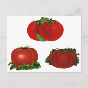 Antike rote reife Tomaten Lebensmittel, Obst, Gemü Postkarte