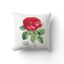 Antike Rote Rose Ihre Textauswahl
