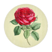 Antike Rote Rose