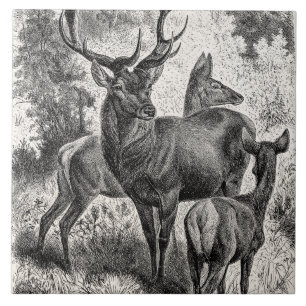 Antike Rotwild-Illustration aus dem 19. Jahrhunder Fliese