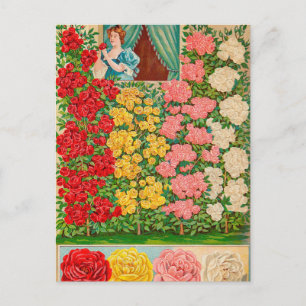Antike Samen-Werbepostkarte Postkarte