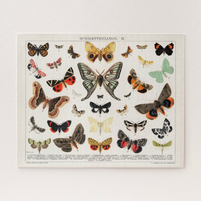 Antike Schmetterlinge und Moths Illustration Insek (Horizontal)