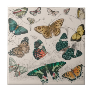 Antike Schmetterlingsillustration: 1820 Goldschmie Fliese