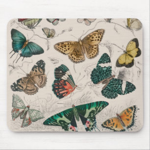 Antike Schmetterlingsillustration: 1820 Goldschmie Mousepad