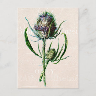 Antike schottische Distel alte Wildblume von 1902 Postkarte