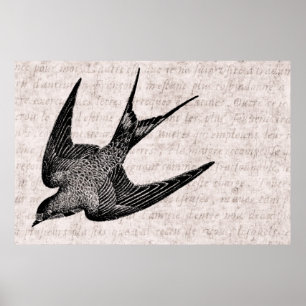 Antike Schwalben-Illustration - Vogel aus dem 19. Poster