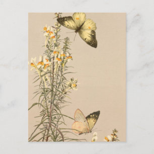 Antike Schwarz-Weiß-Schmetterling Gelb-Weiß-Blumen Postkarte