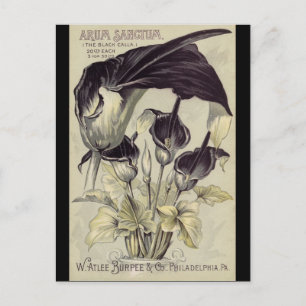 Antike schwarze Calla-Lilien Postkarte