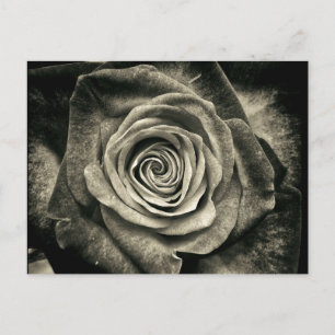 Antike schwarze und weiße Rose Postkarte