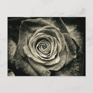 Antike schwarze und weiße Rose Postkarte