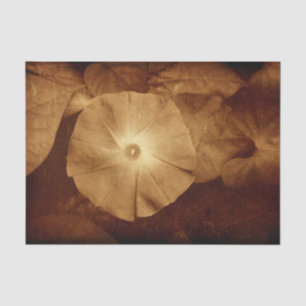 Antike Sepia-Blumen-Prächtige Trichterwinde Seidenpapier