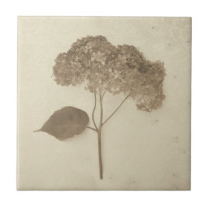 Antike Sepia Hortensie Landhausstil Floral Fliese
