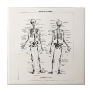 Antike Skelett-Menschliche Anatomie Knochen Schäde Fliese