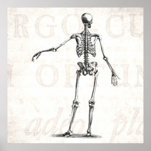 Antike Skelette aus dem 19. Jahrhundert Anatomie S Poster
