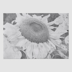 Antike Sonnenblume Grau Weiß Antike Textur Seidenpapier