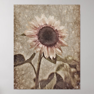 Antike Sonnenblume Pink Sepia Braun Rustikale Text Poster