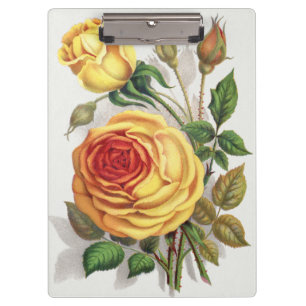 Antike Sonnenuntergangsrose Gelb & Orange Botanisc Klemmbrett