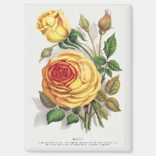 Antike Sonnenuntergangsrose Gelb & Orange Botanisc Magnet