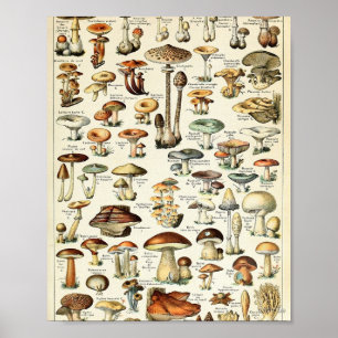 Antike Speisepilz-Tabelle Poster