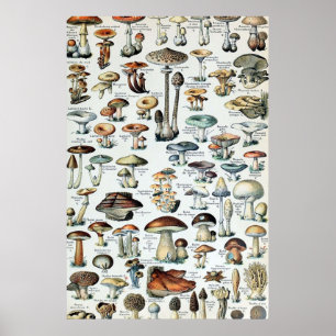 Antike Speisepilz-Tabelle Poster