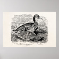 Antike Stockentenente - Enten Vögel Vorlage