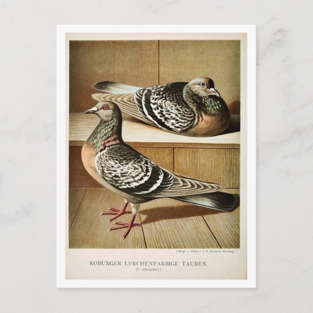 Antike Taube Litho Gravur Coburger Postkarte (Vorderseite)