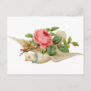 Antike Taube und Rose Postkarte
