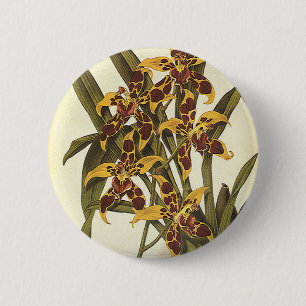 Antike tropische Odontoglossum-Orchideenblüten Button