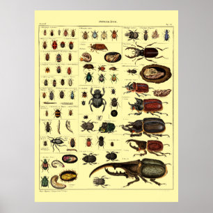 Antike viktorianische Ära 1841 Insekten Käfer Kuns Poster