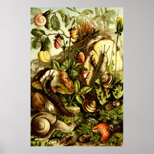 Antike viktorianische Ära 1890 Schnecken Poster