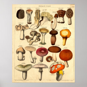 Antike viktorianische Pilzkunst Poster