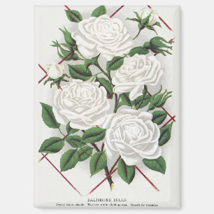 Antike viktorianische weiße Kletterrosen Garten Magnet