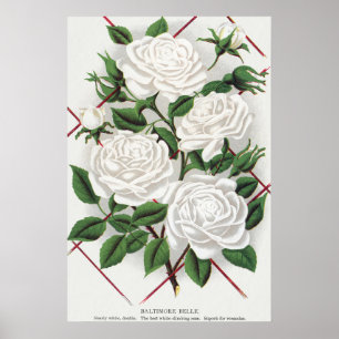 Antike viktorianische weiße Kletterrosengarten Poster
