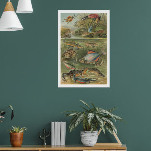 Antike Vintage-Illustration von Amphibien und Fisc Poster
