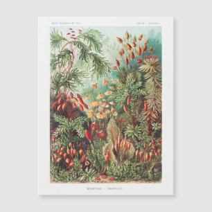 Antike Vintage Natur Blumen Regenwald Magnetkarte