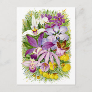 Antike/Vintage Orchideen Blumenpostkarte Postkarte