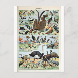 Antike Vögel der Welt Postkarte