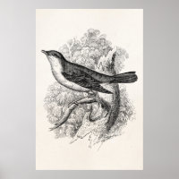Antike Vogelillustration Nachtigall Vögel 1800er J