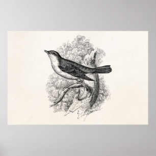 Antike Vogelillustration Nachtigall Vögel 1800er J Poster