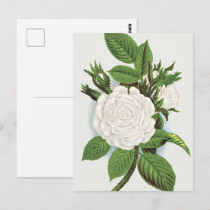 Antike Weiße Moosrosen Cottagecore Botanische Kuns Postkarte