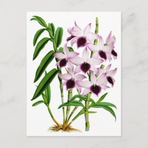 Antike Weiße Orchideenblüte in Lila Postkarte